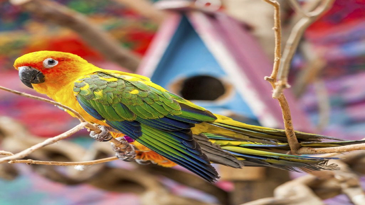 Bird Calculators