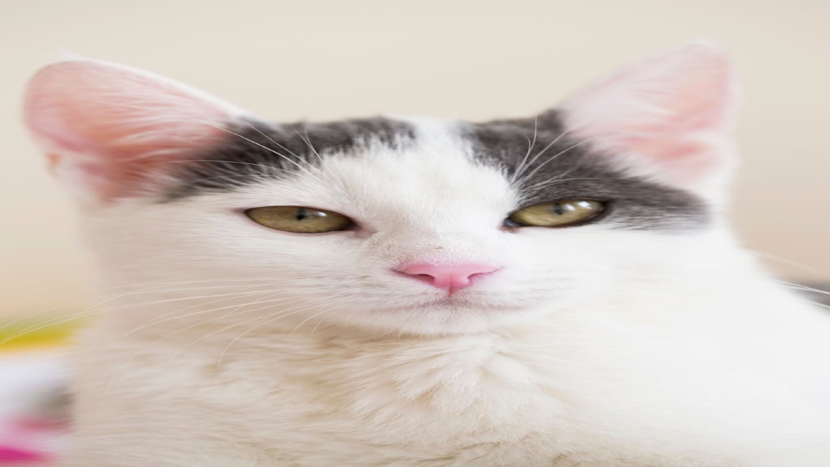 Cat Calculators