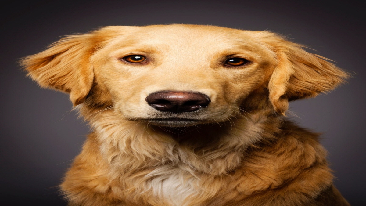 Dog Calculators