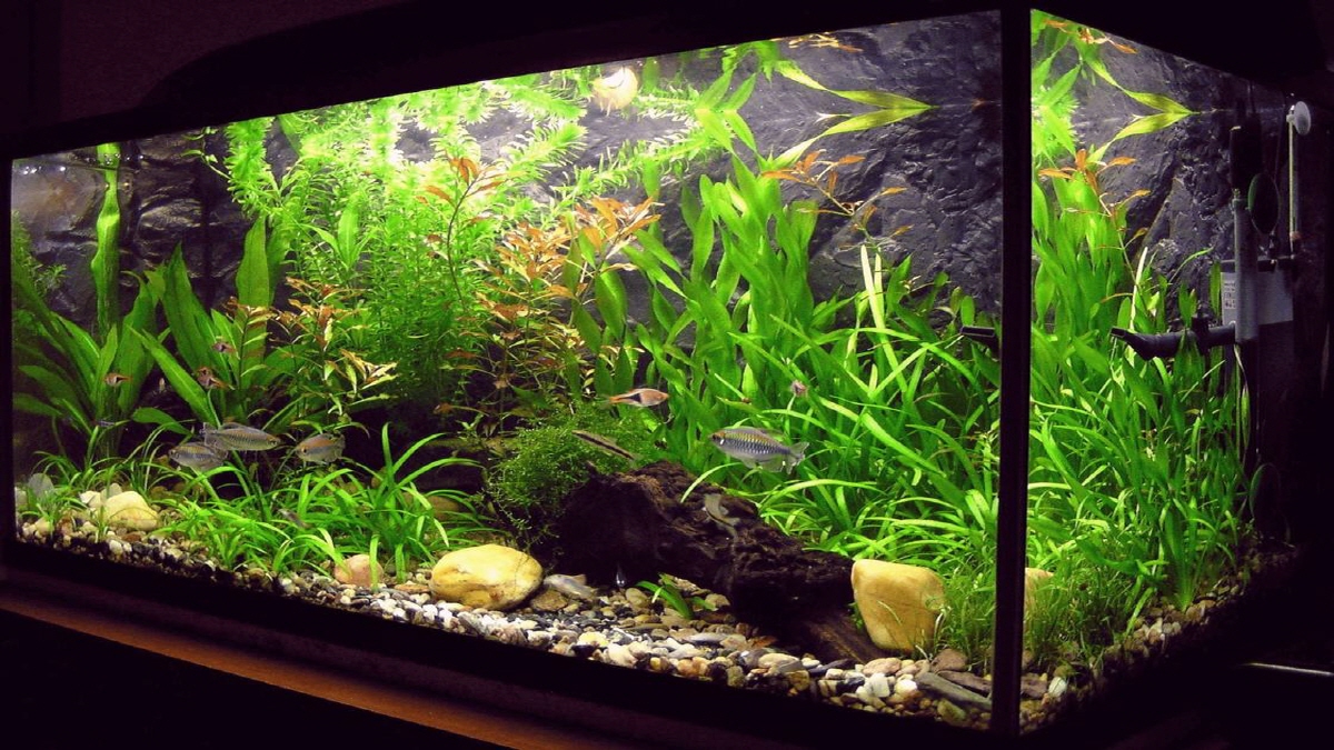 Fish Calculators