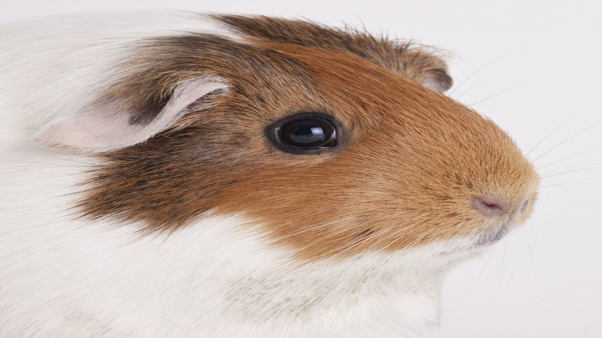 Guinea Pig Calculators