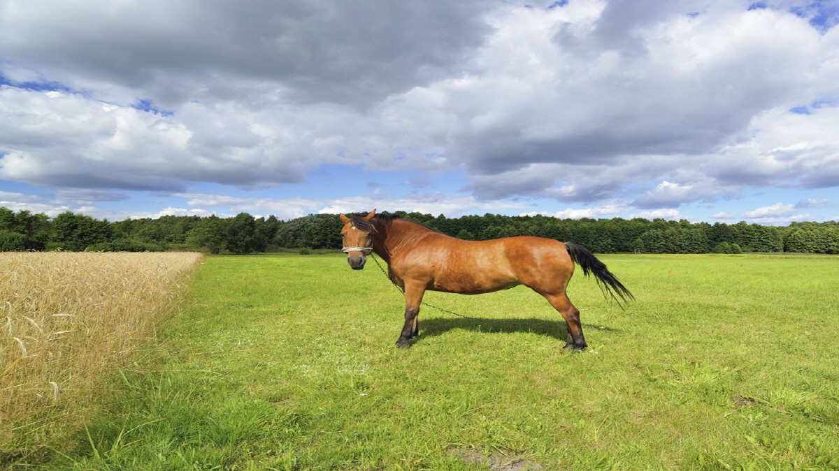 Horse Calculators