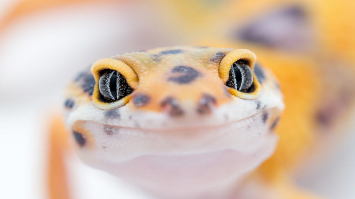 Reptile Calculators