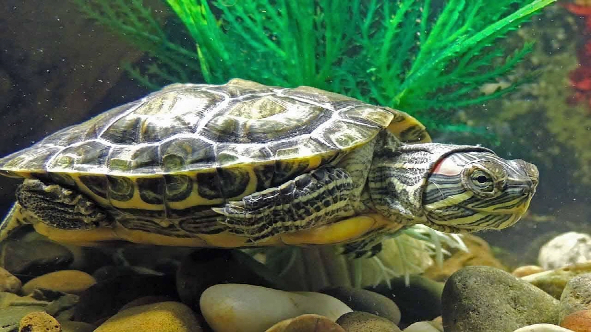 Turtle Calculators